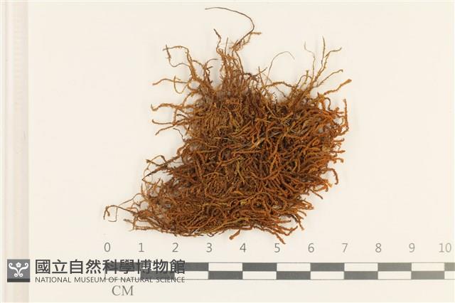 登錄號:B00007090藏品圖，第1張