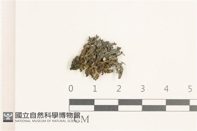 壺苞苔藏品圖，第1張