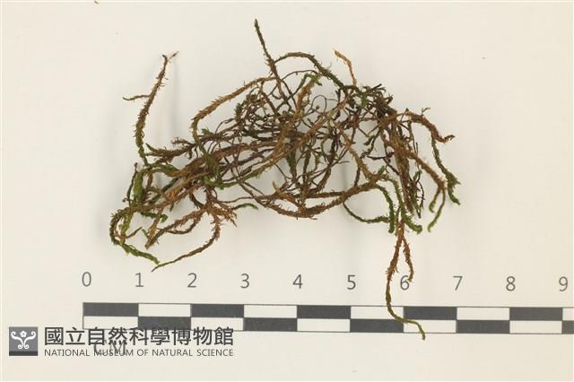 登錄號:B00013090藏品圖，第1張