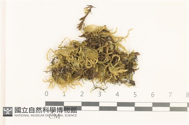 細枝青蘚藏品圖，第1張