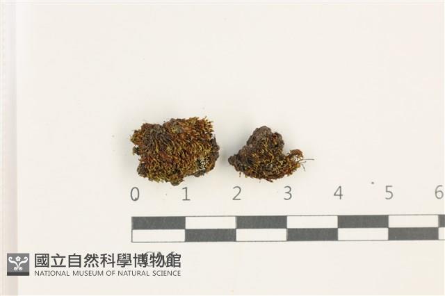 印度扭口蘚藏品圖，第1張