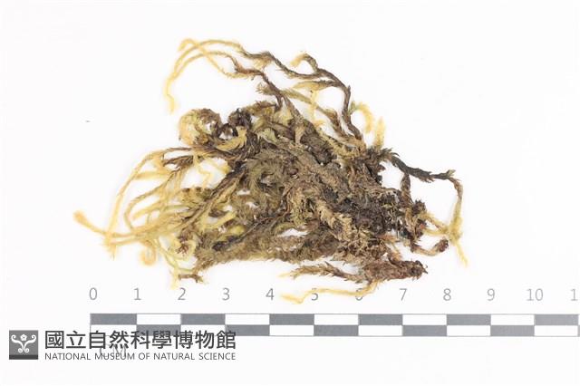 毛扭蘚藏品圖，第1張