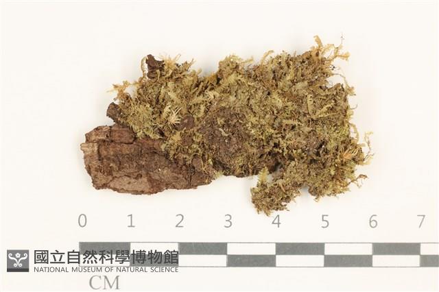 護蒴苔藏品圖，第1張