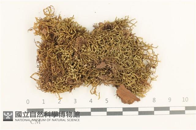 鞭苔,三裂鞭苔藏品圖，第1張