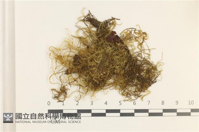 鞭枝懸蘚藏品圖，第1張