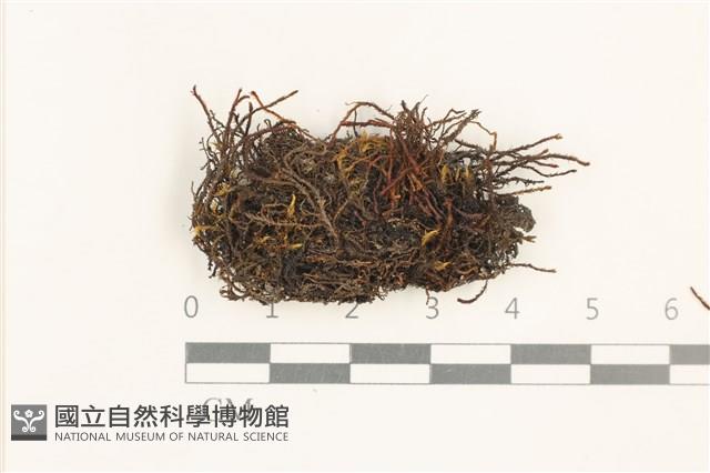 登錄號:B00018990藏品圖，第1張