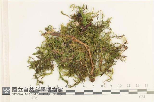 卵葉青蘚藏品圖，第1張