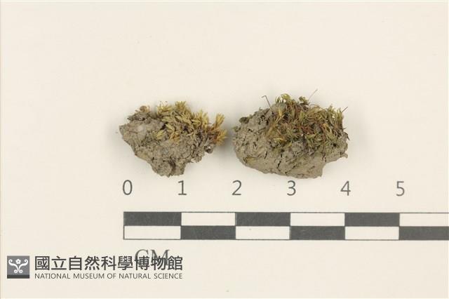 登錄號:B00011990藏品圖，第1張