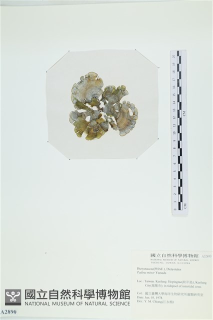 小團扇藻藏品圖，第3張