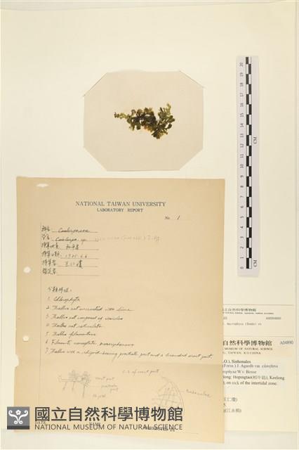 登錄號:A00004890藏品圖，第3張