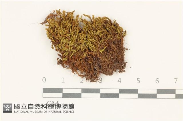 索氏叢本蘚藏品圖，第1張
