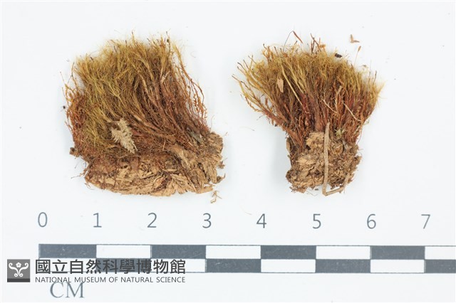 青毛苔藏品圖，第1張