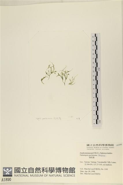 指枝藻藏品圖，第3張