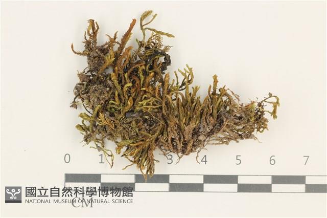 登錄號:B00012390藏品圖，第1張