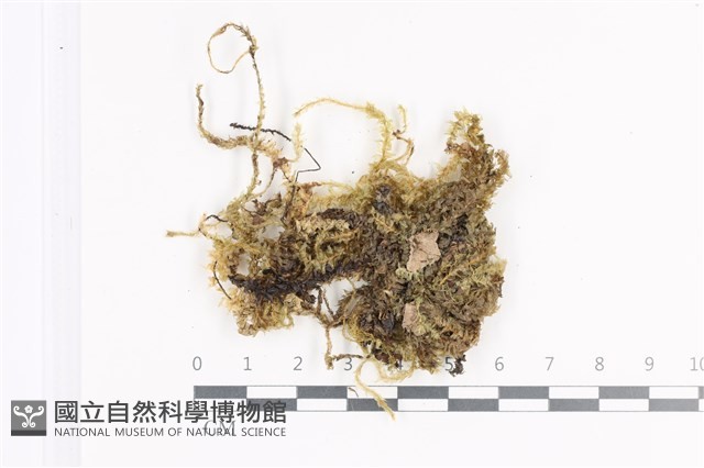 登錄號:B00011390藏品圖，第1張
