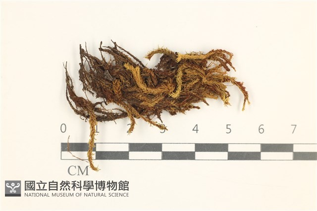 沼澤皺蒴蘚藏品圖，第1張