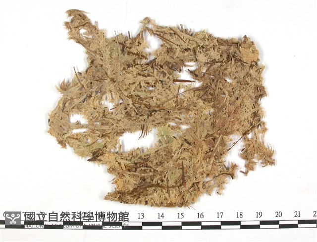 覆葉泥炭蘚, 毛壁泥炭蘚藏品圖，第1張