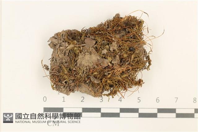 仙鶴蘚藏品圖，第1張