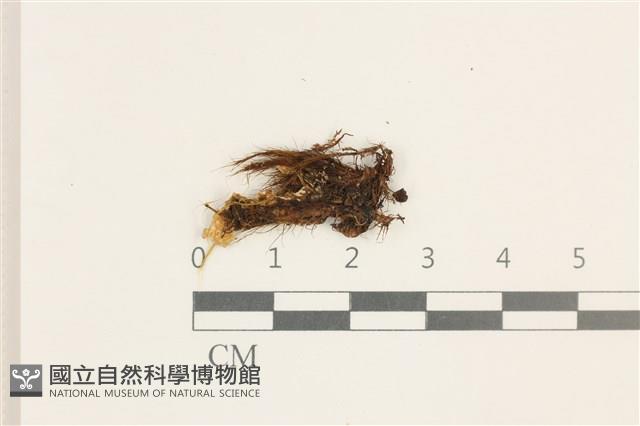 日本曲柄蘚藏品圖，第1張