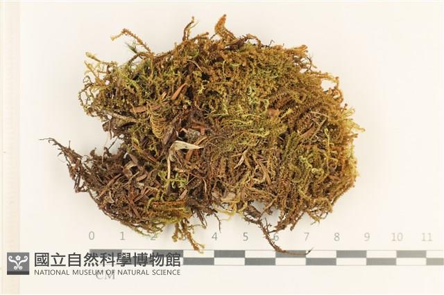 登錄號:B00006140藏品圖，第1張