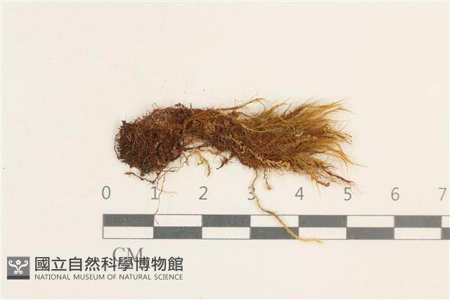 曲柄蘚藏品圖，第1張