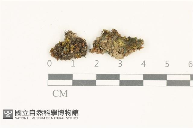 索氏叢本蘚藏品圖，第1張