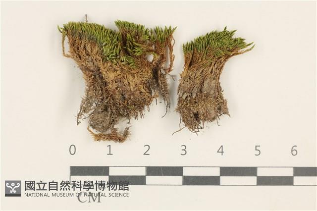 登錄號:B00012840藏品圖，第1張