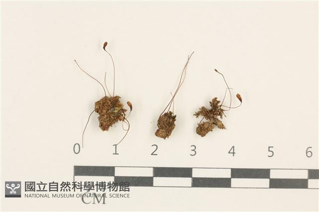 登錄號:B00004840藏品圖，第1張