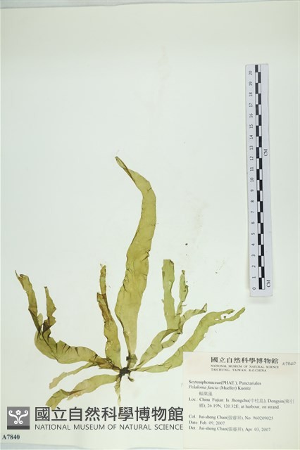 西洋葉苔藏品圖，第1張