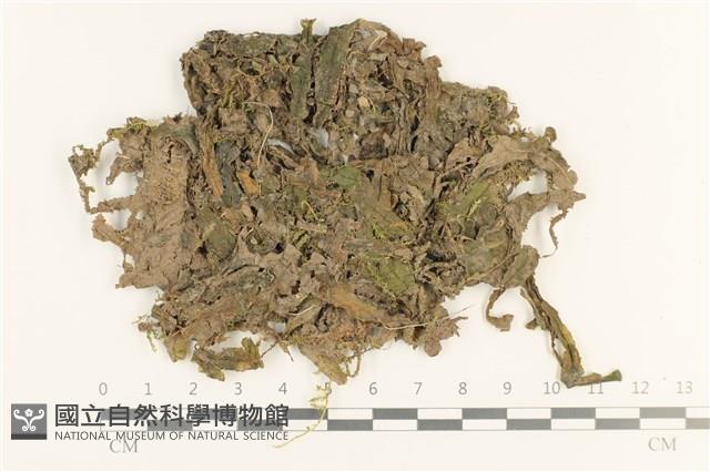 毛擬叉苔藏品圖，第1張