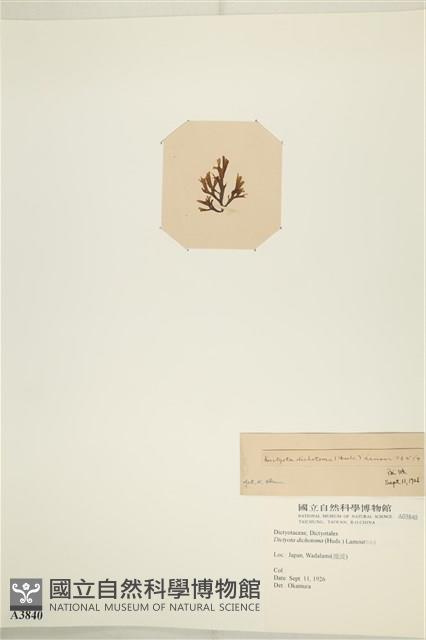 網目藻藏品圖，第3張