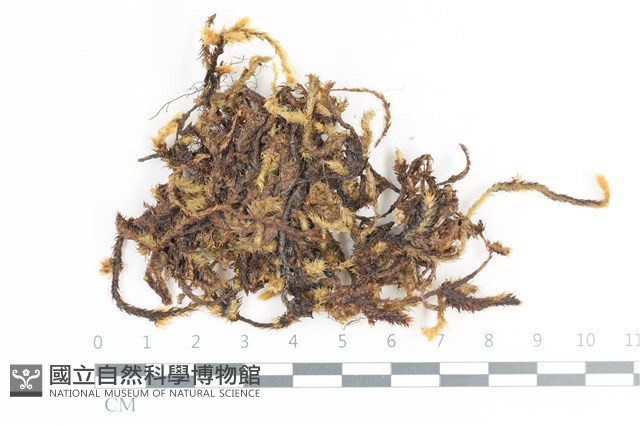 毛扭蘚藏品圖，第1張