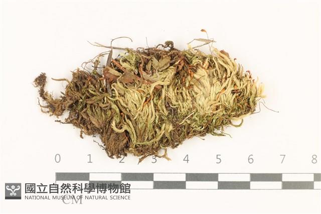 羽枝青蘚藏品圖，第1張