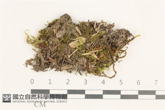 羽枝青蘚藏品圖，第1張