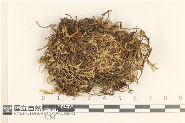 登錄號:B00013260藏品圖，第1張