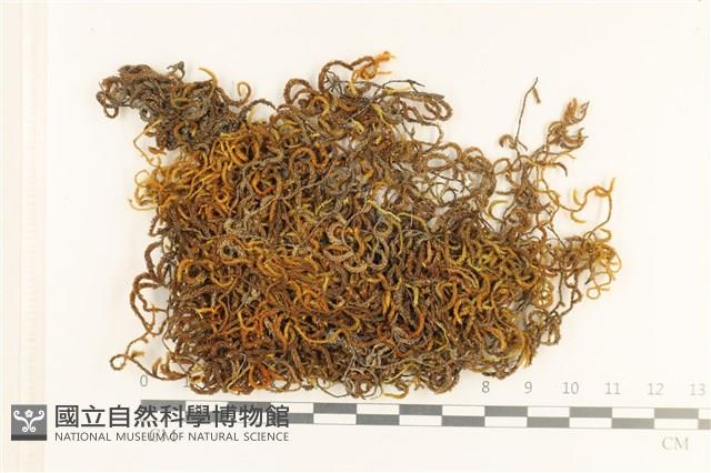 登錄號:B00003260藏品圖，第1張