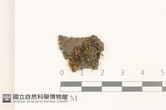 齒邊花葉蘚藏品圖，第1張