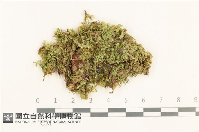 扁灰蘚藏品圖，第1張