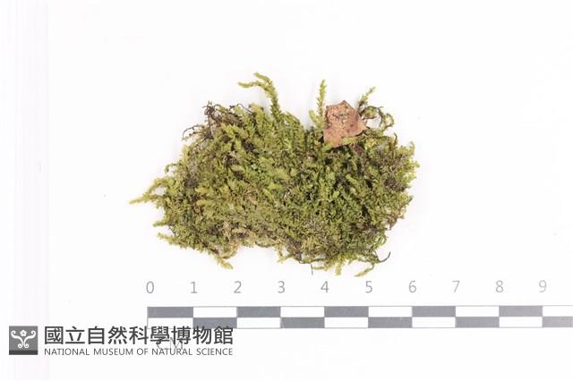 皺葉假黃蘚藏品圖，第1張