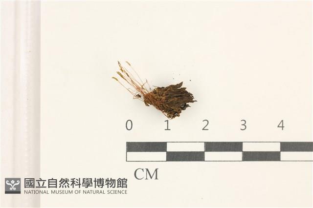 登錄號:B00018160藏品圖，第1張