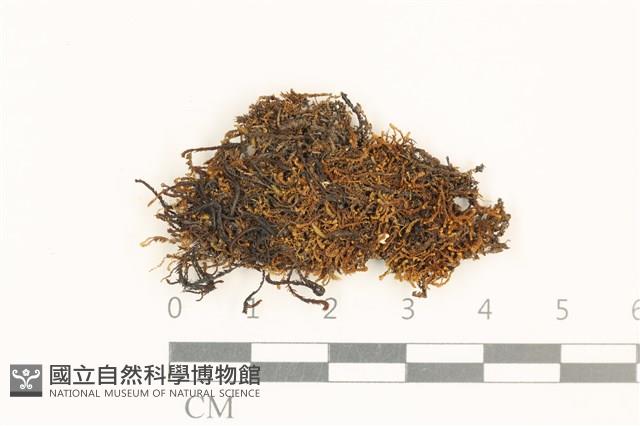 全緣廣萼苔藏品圖，第1張