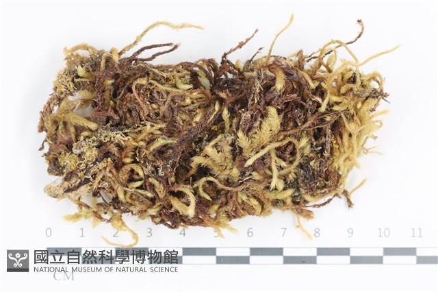 毛扭蘚藏品圖，第1張