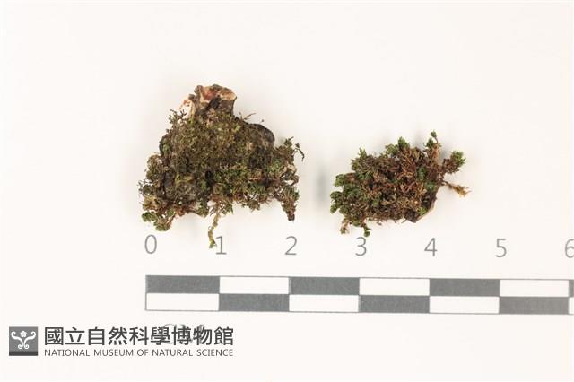 那霸短月蘚藏品圖，第1張