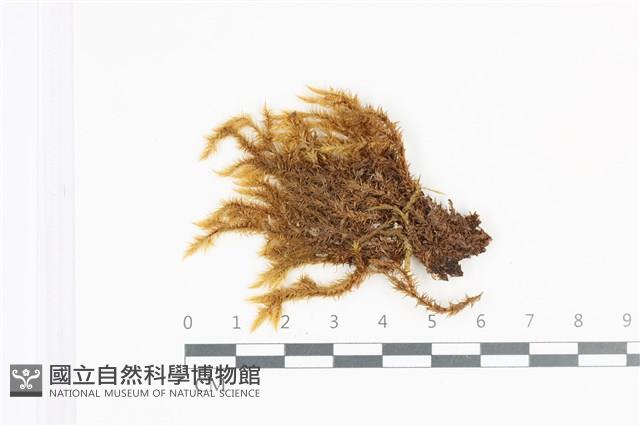 登錄號:B00021460藏品圖，第1張