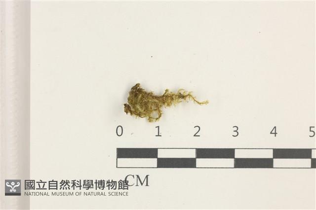 卵葉青蘚藏品圖，第1張
