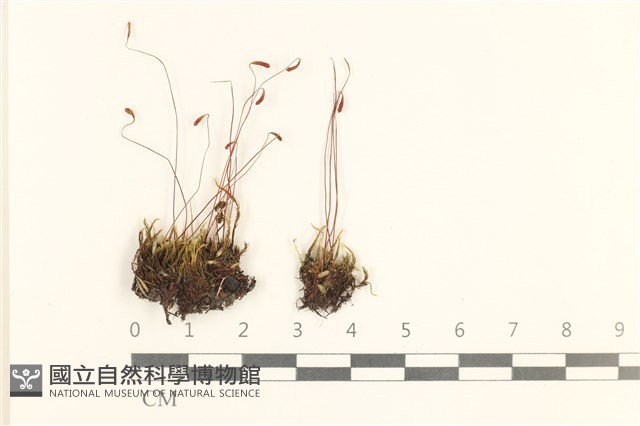 登錄號:B00000960藏品圖，第1張