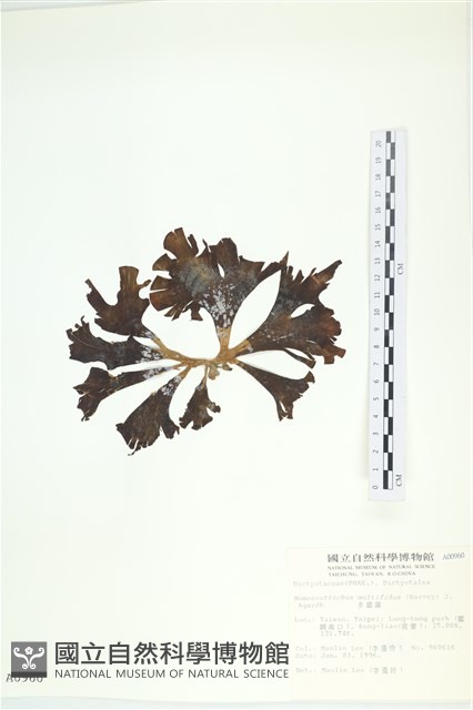 多扇藻藏品圖，第3張