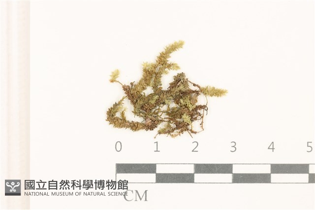 登錄號:B00008860藏品圖，第1張