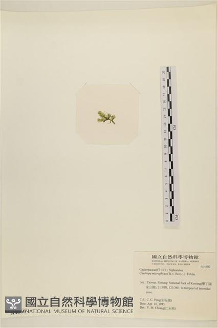 館號:A00004860藏品圖，第3張