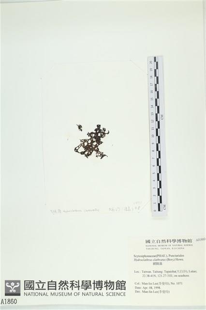 網胰藻藏品圖，第3張